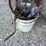 manure-carrier-for-barn-image-5