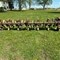 beiriger-farm-equipment-auction-image-5