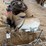 riding-horse-&-bull-image-4