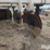 patriot-pivot-track-closer-image-13