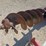 #24564-•-bush-hog-3-point-post-hole-auger-image-12