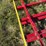 4-sections-of-4-bar-bunk-fencing-image-11