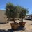 (2)-arbequina-fruiting-olive-trees-image-2
