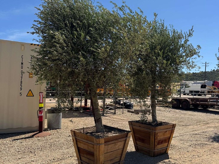 (2)-arbequina-fruiting-olive-trees-image-2
