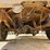 1996-dodge-ram-1500-image-8