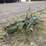 massey-harris-two-bottom-plow-image-1