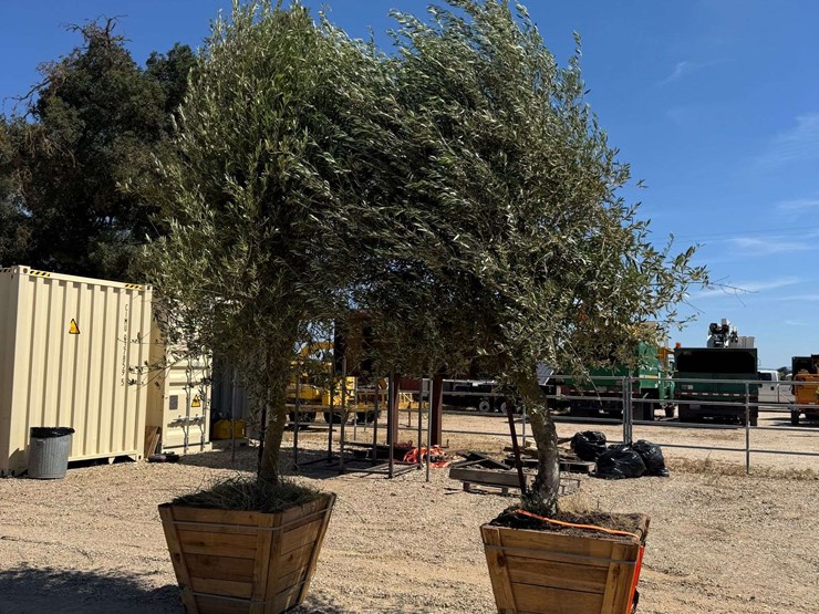 (2)-arbequina-fruiting-olive-trees-image-1