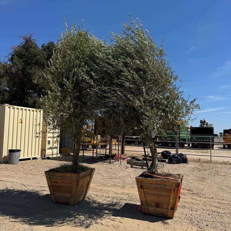 (2) Arbequina Fruiting Olive Trees