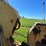 vermeer-m455-image-20