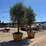 (2)-arbequina-fruiting-olive-trees-image-2
