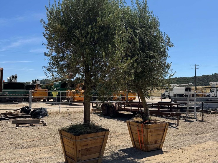 (2)-arbequina-fruiting-olive-trees-image-2