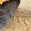rosco-rb48-image-8