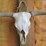 bovine-skull-image-1