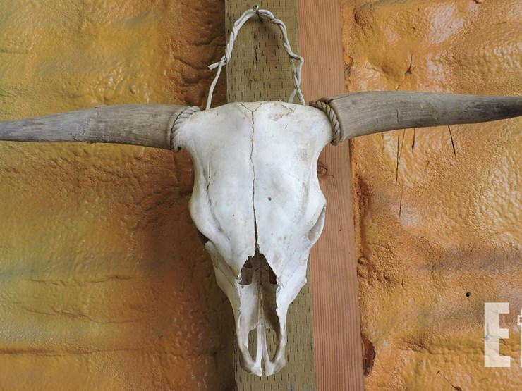 bovine-skull-image-1