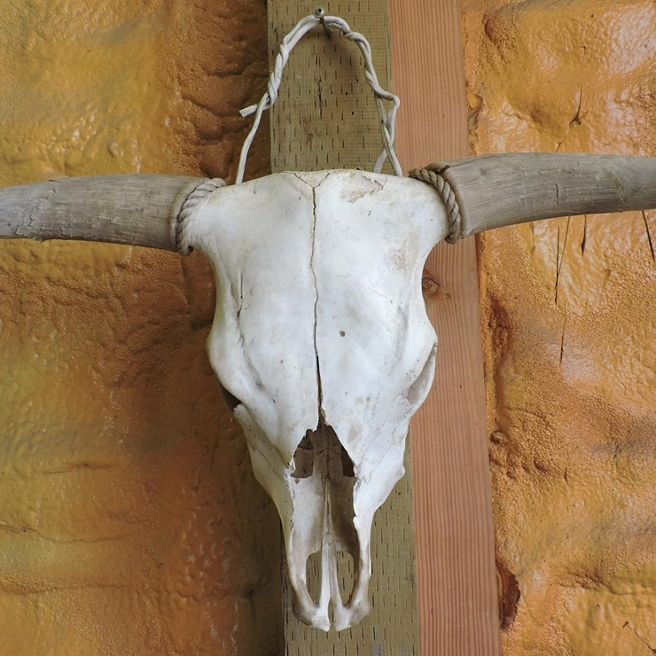 BOVINE SKULL