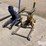 jacks-image-19
