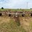 22’-graham-hoeme-chisel-image-1