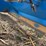 industrias-america-8ft-box-scraper-image-14