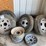 6-tires-and-4-rims-image-1