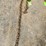 chains-image-2