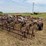 22’-graham-hoeme-chisel-image-21