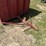 cattle-trailer-image-4