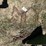 14.9-x-38-tractor-tire-chains-image-3