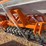 unused-landhonor-no-till-seed-drill-image-4