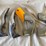 #5391-•-bumper-guards-and-grille-teeth-(las-cruces,-nm)-image-1