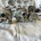 #5356-•-chevrolet-truck-parts-and-more-(las-cruces,-nm)-image-10