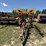 new-holland-1225-image-2