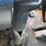 1999-kenworth-t800-image-63