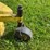 john-deere-260-image-13