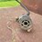 1990-s&h-tandem-axle-bumper-livestock-trailer-image-11