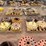 (6-pallets)-assorted-blind/-lift-flanges-&-adapter-flanges-image-4