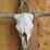 bovine-skull-image-1