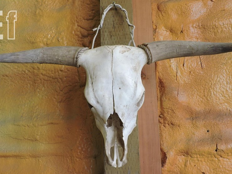 bovine-skull-image-1
