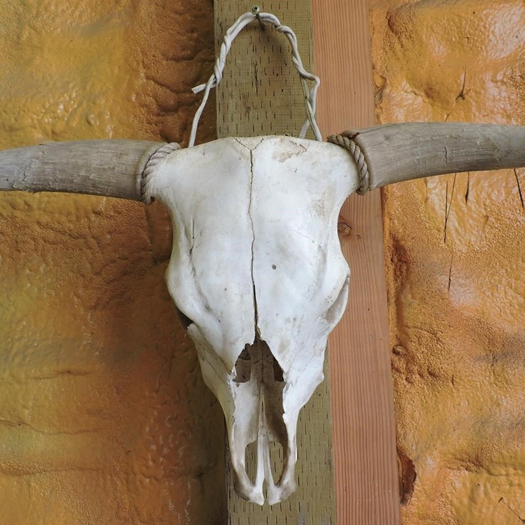 BOVINE SKULL