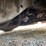 #7003-•-1971-chevy-nova-(eau-claire,-wi)-(has-wi-title)-image-20