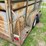 1990-s&h-tandem-axle-bumper-livestock-trailer-image-40