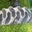 john-deere-4300-image-36