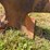 anvil--26”-long-image-4