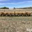 buffalo-6200-image-2