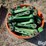 john-deere-60-image-5