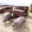 ford-2dr-sedan-body-for-project-image-2