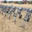 hiniker-1000-image-7