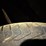 #47827-•-inop-1966-chevrolet-10-pickup-vin:-c1446s227719-image-7