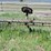 vintage-dump-rake-image-2