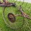 2-wheel-hay-rake-image-4