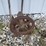 antique-pump-jack-image-2